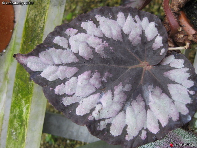 B. ‘Madeleine’
